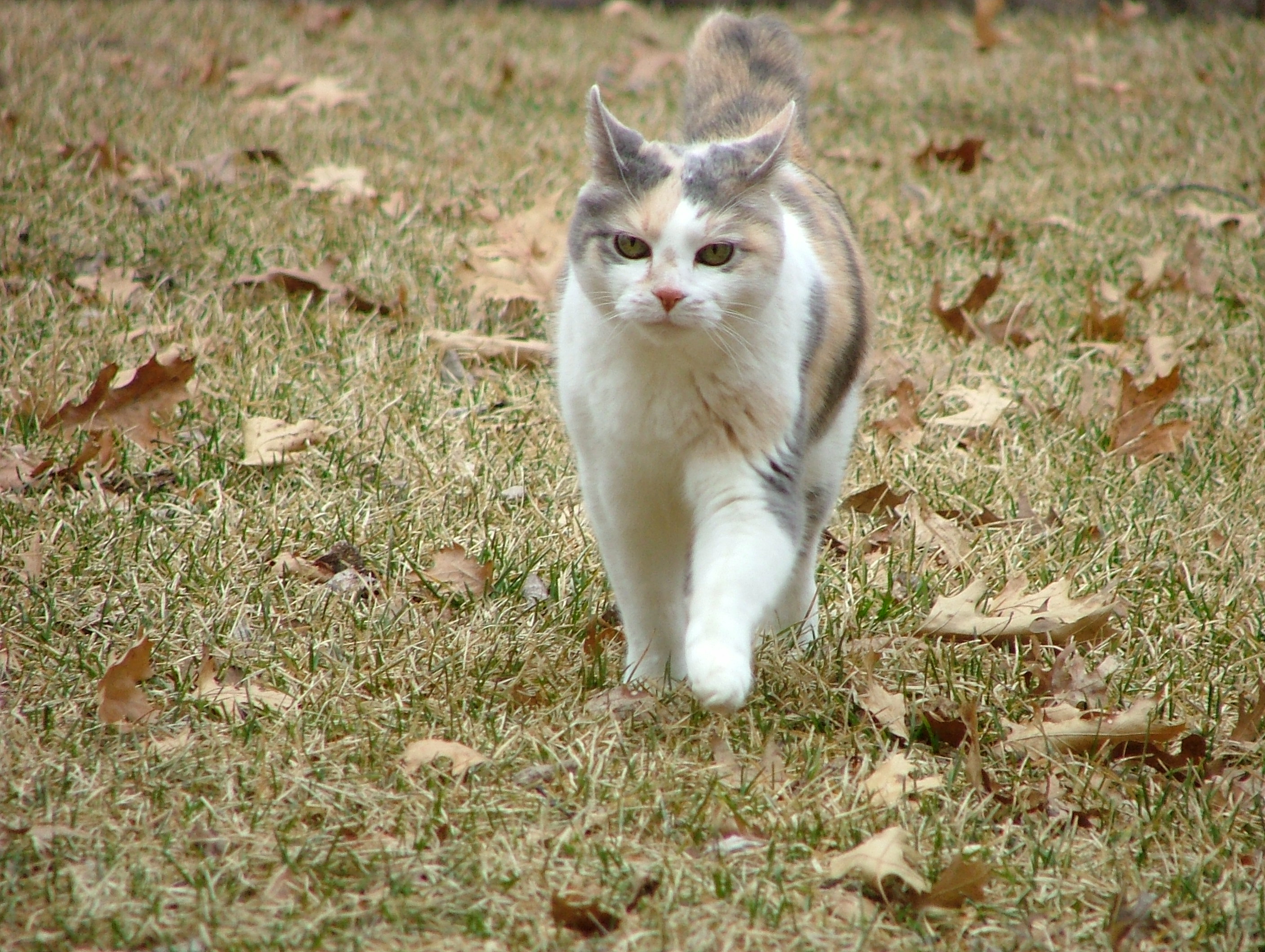 this is my cat little one probably hunting outside