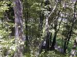 il bosco della Locanda