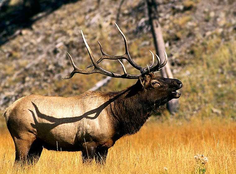 deer