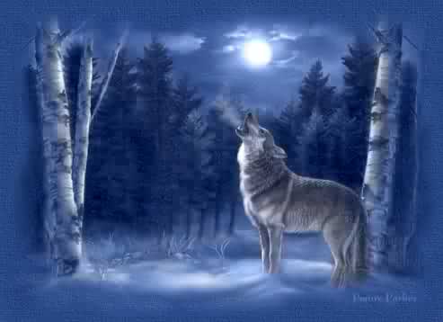 Wolf