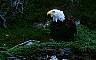 Bald Eagle ..Beautiful Bird