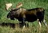 Bull Moose