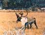 Caribou, Lots of steaks here