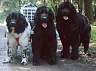 Newfoundland Dog
