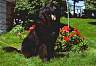 Beautiful Newfie Dog