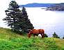 Horse at Torbay