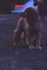 Ginger