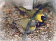 Moineau de Cuba