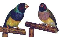 Diamant de Gould