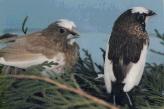 Moineau du Japon (ou Soci�t�)