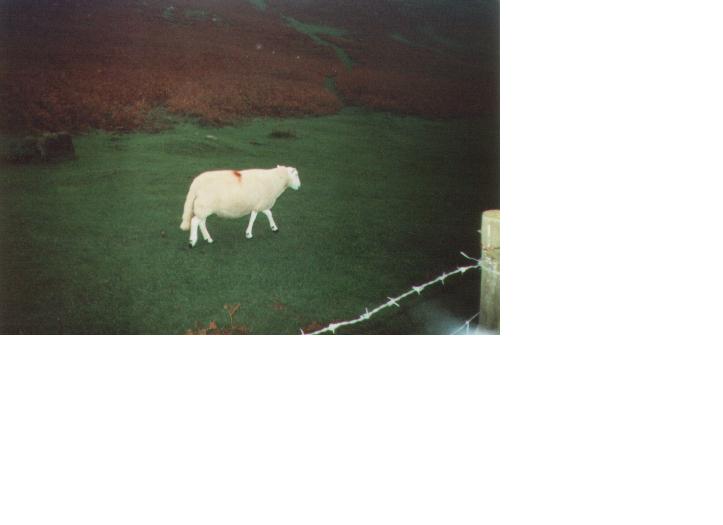 u cant go to wales without visiting a sheep!