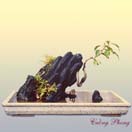 Cuong Phong