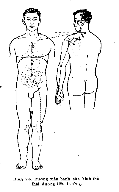 acusmallintestine