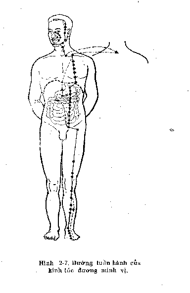 Acustomach