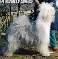 Pedigree