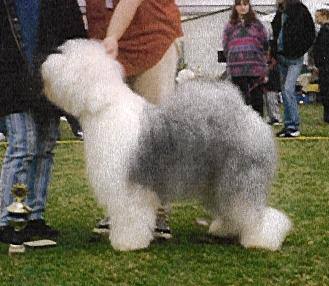 Pedigree