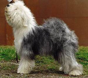 PEDIGREE