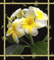 Plumeria.