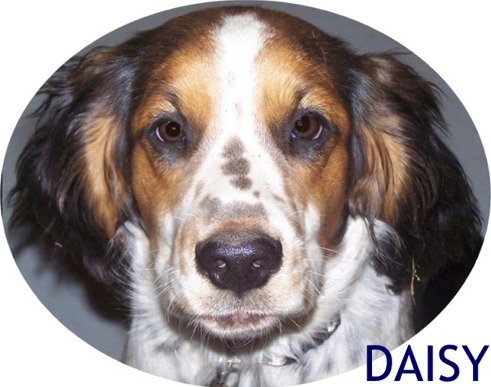 Daisy