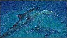 3dolphins.jpg