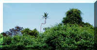 Weird palm tree