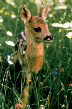 Fawn