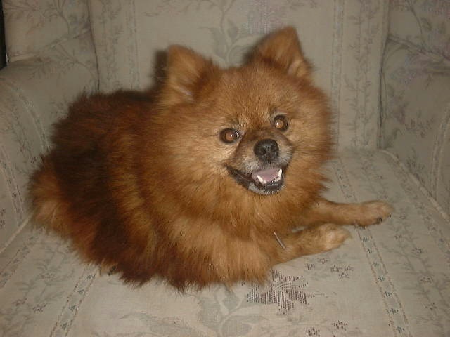 One of our family pets