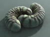 Worm 640*480