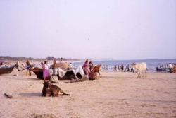 030.Goa-Baga_Beach.jpg