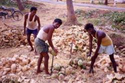 157.Hampi-Coconuts.jpg