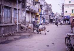 182.Puri-Bull_Fight.jpg