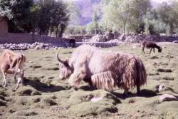 411.Leh-Yak_Chasing_a_Cow_1.jpg