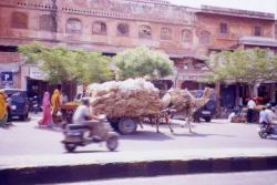 453.Jaipur-Camel.jpg