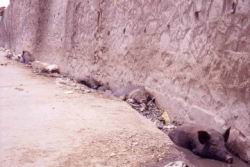 460.Jaipur-Pigs_in_Sewage.jpg