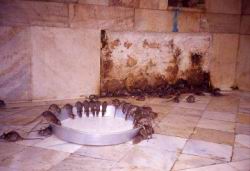 469.Deshnok-Karni_Mata-Rat_temple.jpg