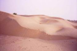 484.Jaisalmer-Sam_Camel_Safari-Sam_Sand_Dunes.jpg