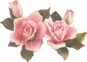 medcountryrose