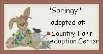 springbunnycert.gif