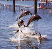 Dolphins
