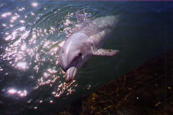 Echo the dolphin