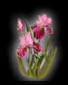 floral001.jpg (12817 bytes)