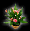 floral006.jpg (19984 bytes)