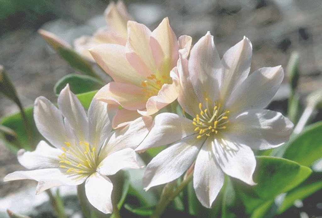 flower