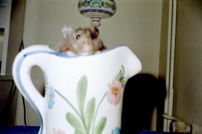 Hansu-hamsteri