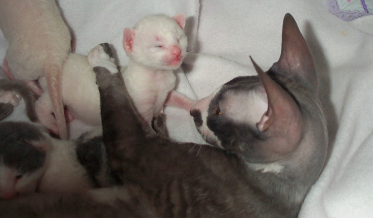 Chakita and Stella