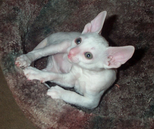 Spider at 6 weeks.