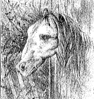 Cavall