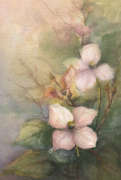 Dogwoods in 

bloom