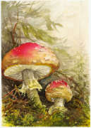 Mushrooms
