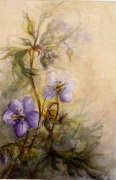 Violet flowers